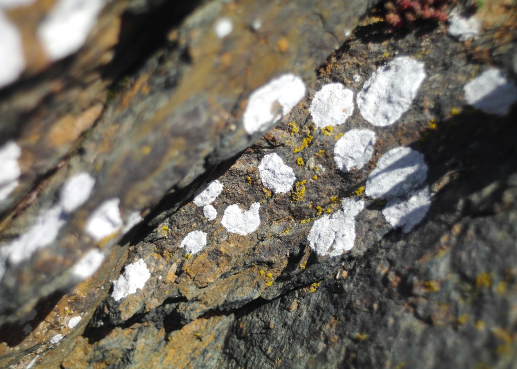 Barddoniaeth – Poetry